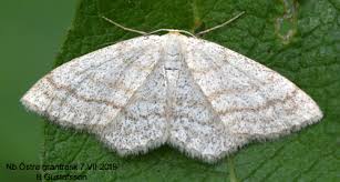 Attēlu rezultāti vaicājumam “Cabera exanthemata male”