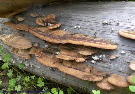 Attēlu rezultāti vaicājumam “Gloeophyllum trabeum”