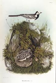 Attēlu rezultāti vaicājumam “Motacilla alba nest”