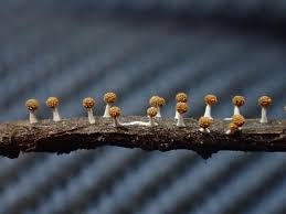 Attēlu rezultāti vaicājumam “Physarum melleum”