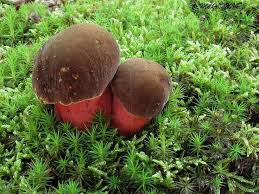 Attēlu rezultāti vaicājumam “Sutorius luridiformis”