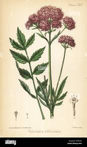Image result for Valeriana officinalis