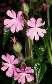 Attēlu rezultāti vaicājumam “Silene dioica”