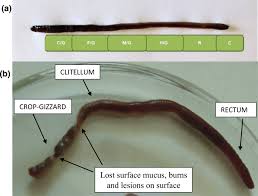 Attēlu rezultāti vaicājumam “Lumbricus terrestris”