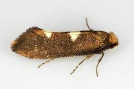 Attēlu rezultāti vaicājumam “Incurvariidae”