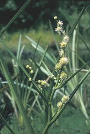 Attēlu rezultāti vaicājumam “Sparganium minimum fruit”