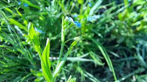 Attēlu rezultāti vaicājumam “Myosotis laxa subsp. baltica”