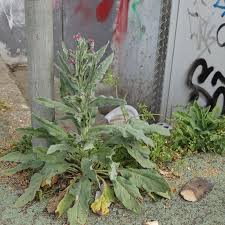 Attēlu rezultāti vaicājumam “Cynoglossum officinale leaf”
