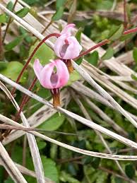 Attēlu rezultāti vaicājumam “Oxycoccus flower”