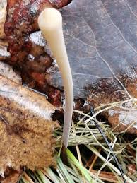 Attēlu rezultāti vaicājumam “Macrotyphula fistulosa”