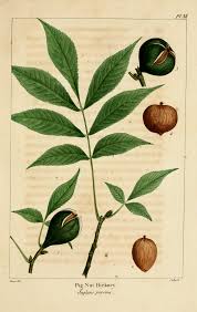 Attēlu rezultāti vaicājumam “Carya”