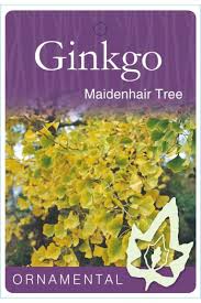 Attēlu rezultāti vaicājumam “Ginkgo biloba male flower”