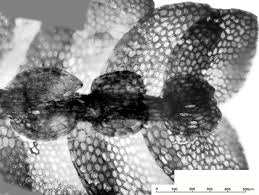 Attēlu rezultāti vaicājumam “Calypogeia”