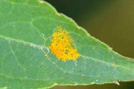 Attēlu rezultāti vaicājumam “Gymnosporangium cornutum”