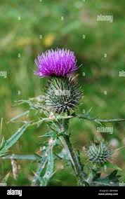Attēlu rezultāti vaicājumam “Cirsium acaule flower”