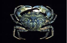 Image result for Carcinus maenas