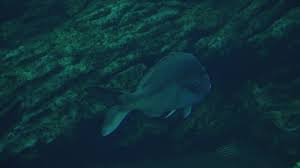 Image result for Pagellus bogaraveo