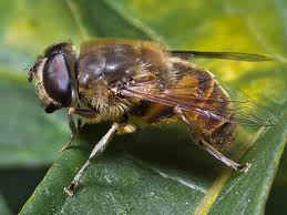 Attēlu rezultāti vaicājumam “Eristalis sp.”