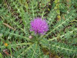 Attēlu rezultāti vaicājumam “Cirsium acaule flower”