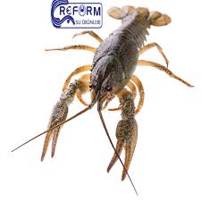 Attēlu rezultāti vaicājumam “Astacus leptodactylus”