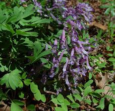 Attēlu rezultāti vaicājumam “Corydalis solida flower”