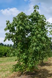 Attēlu rezultāti vaicājumam “Kalopanax septemlobus fruit”