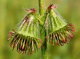 Attēlu rezultāti vaicājumam “xComagaria rosea”