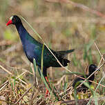 Image result for Porphyrio alleni