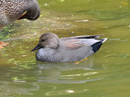 Attēlu rezultāti vaicājumam “Anas strepera”