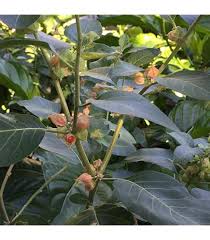 Attēlu rezultāti vaicājumam “Clinopodium vulgare fruit”
