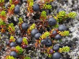 Attēlu rezultāti vaicājumam “Empetrum nigrum”