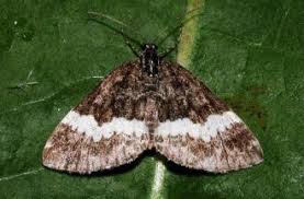 Attēlu rezultāti vaicājumam “Spargania luctuata”