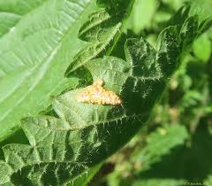 Attēlu rezultāti vaicājumam “Puccinia urticata”