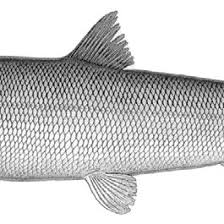 Image result for Coregonus clupeaformis