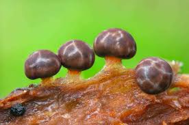 Attēlu rezultāti vaicājumam “Diderma radiatum”