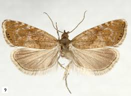 Attēlu rezultāti vaicājumam “Dichrorampha simpliciana”