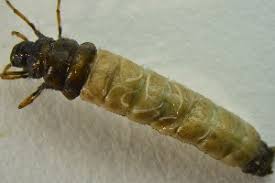 Attēlu rezultāti vaicājumam “Chaetopteryx villosa”