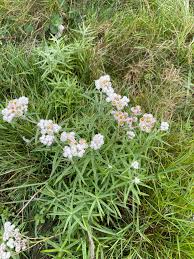 Attēlu rezultāti vaicājumam “Anaphalis margaritacea flower”