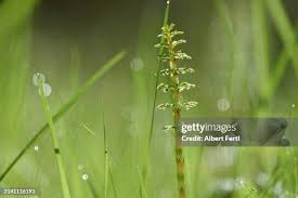 Attēlu rezultāti vaicājumam “Hippuris vulgaris leaf”