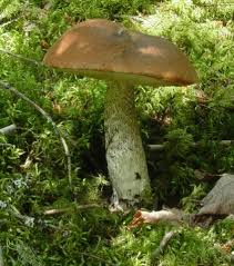 Attēlu rezultāti vaicājumam “Leccinum scabrum”