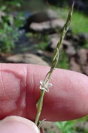 Attēlu rezultāti vaicājumam “Polygonum aviculare flower”