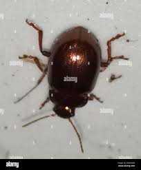 Attēlu rezultāti vaicājumam “Chrysolina staphylaea”