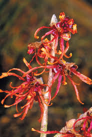 Attēlu rezultāti vaicājumam “Hamamelis mollis”