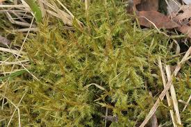 Attēlu rezultāti vaicājumam “Calliergonella cuspidata”