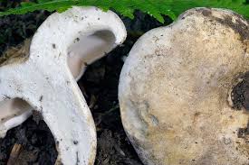 Attēlu rezultāti vaicājumam “Lactarius bertillonii”