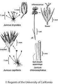 Attēlu rezultāti vaicājumam “Juncus bulbosus leaf”