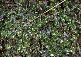 Attēlu rezultāti vaicājumam “Pellia”