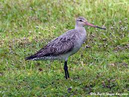 Attēlu rezultāti vaicājumam “Limosa lapponica”