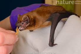 Attēlu rezultāti vaicājumam “Nyctalus noctula”