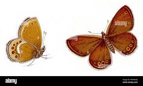 Attēlu rezultāti vaicājumam “Coenonympha hero underside”